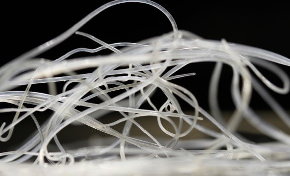 Heartworm — Dirofilaria immitis