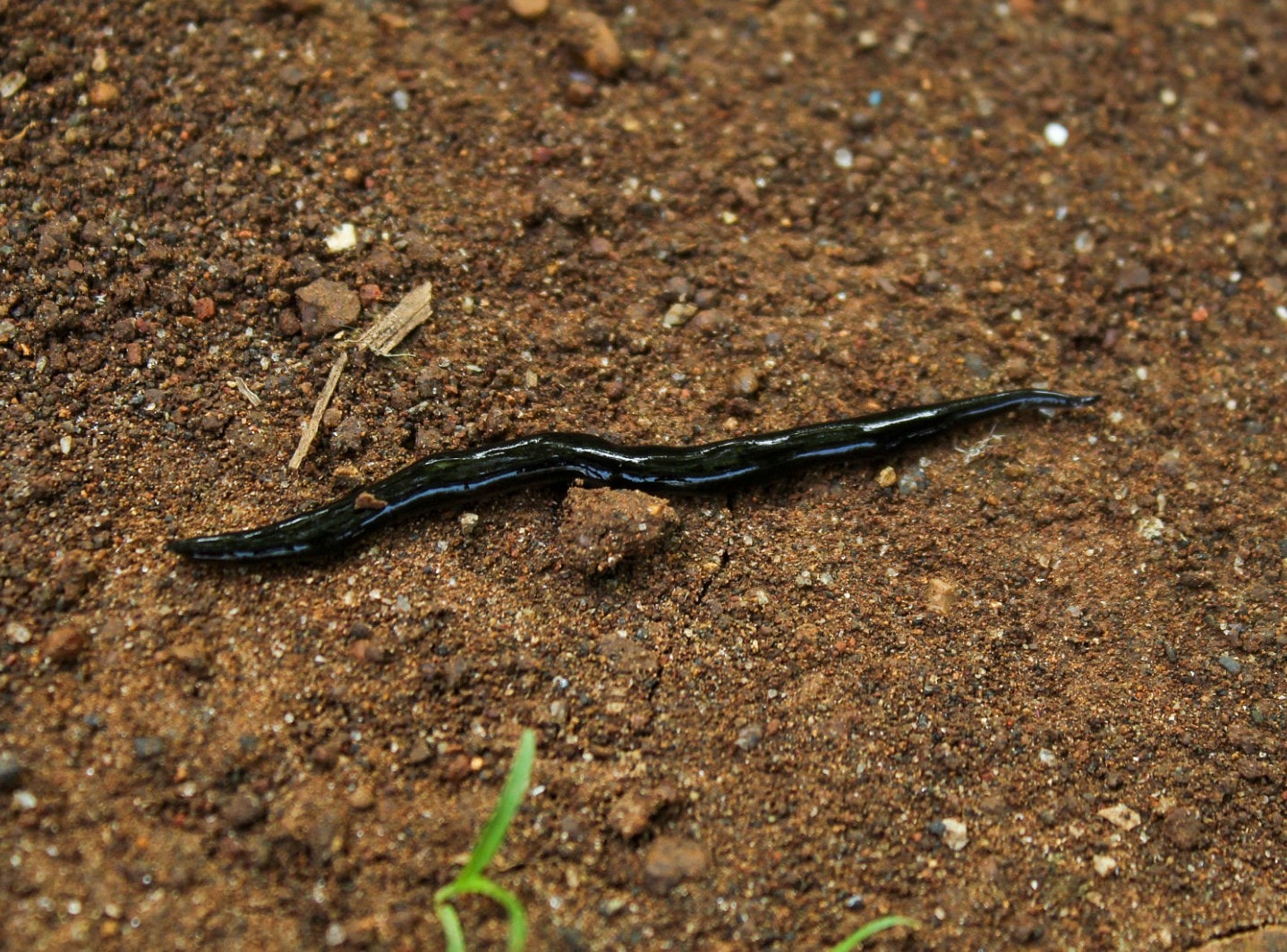 Leech
