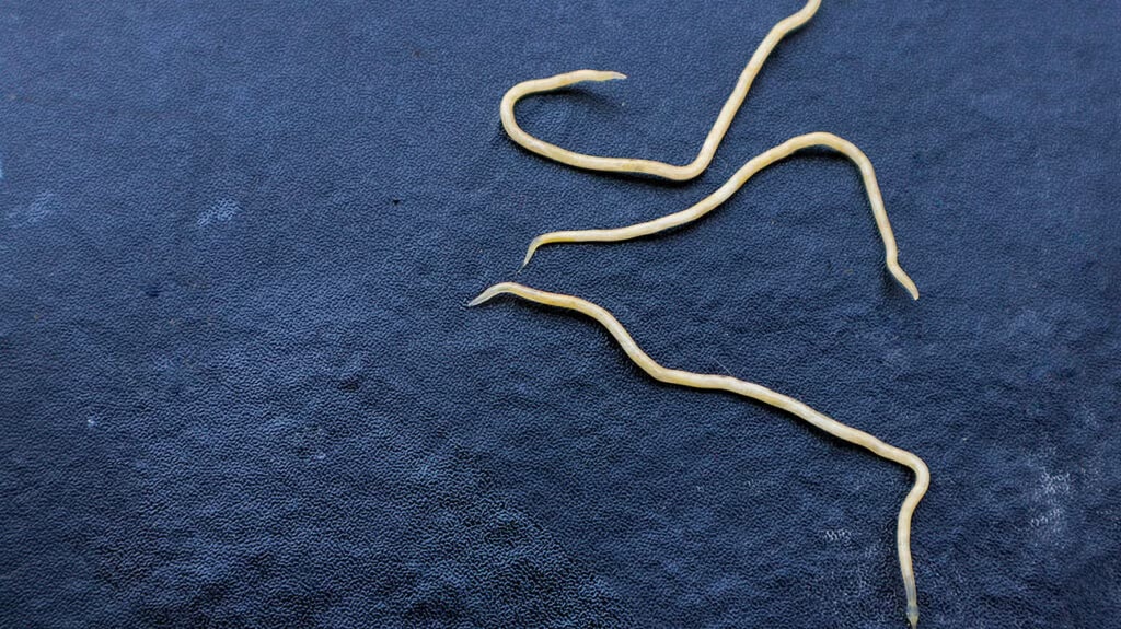 Pinworm